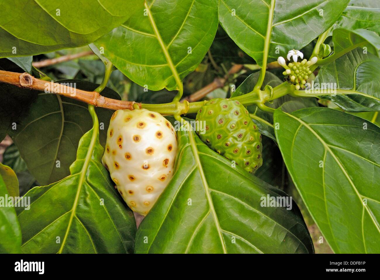 Noni fruit hires stock photography and images Alamy