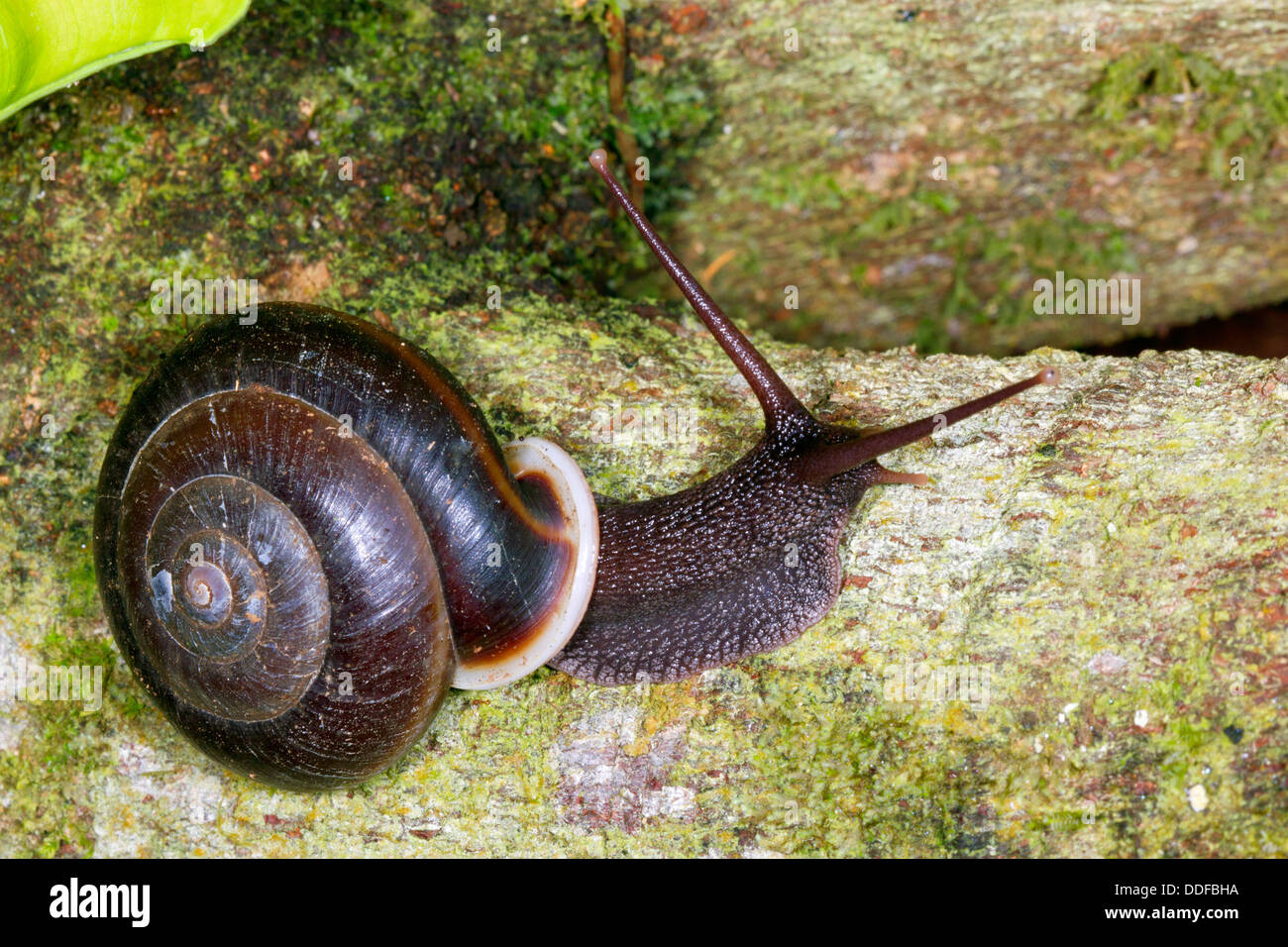 Snail active at night in rainforest on the Pacifiic Coast of Ecuador Stock Photo