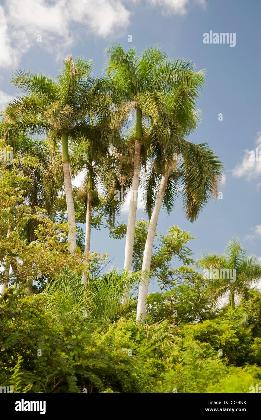 Cuban royal palm (Roystonea regia Stock Photo Alamy
