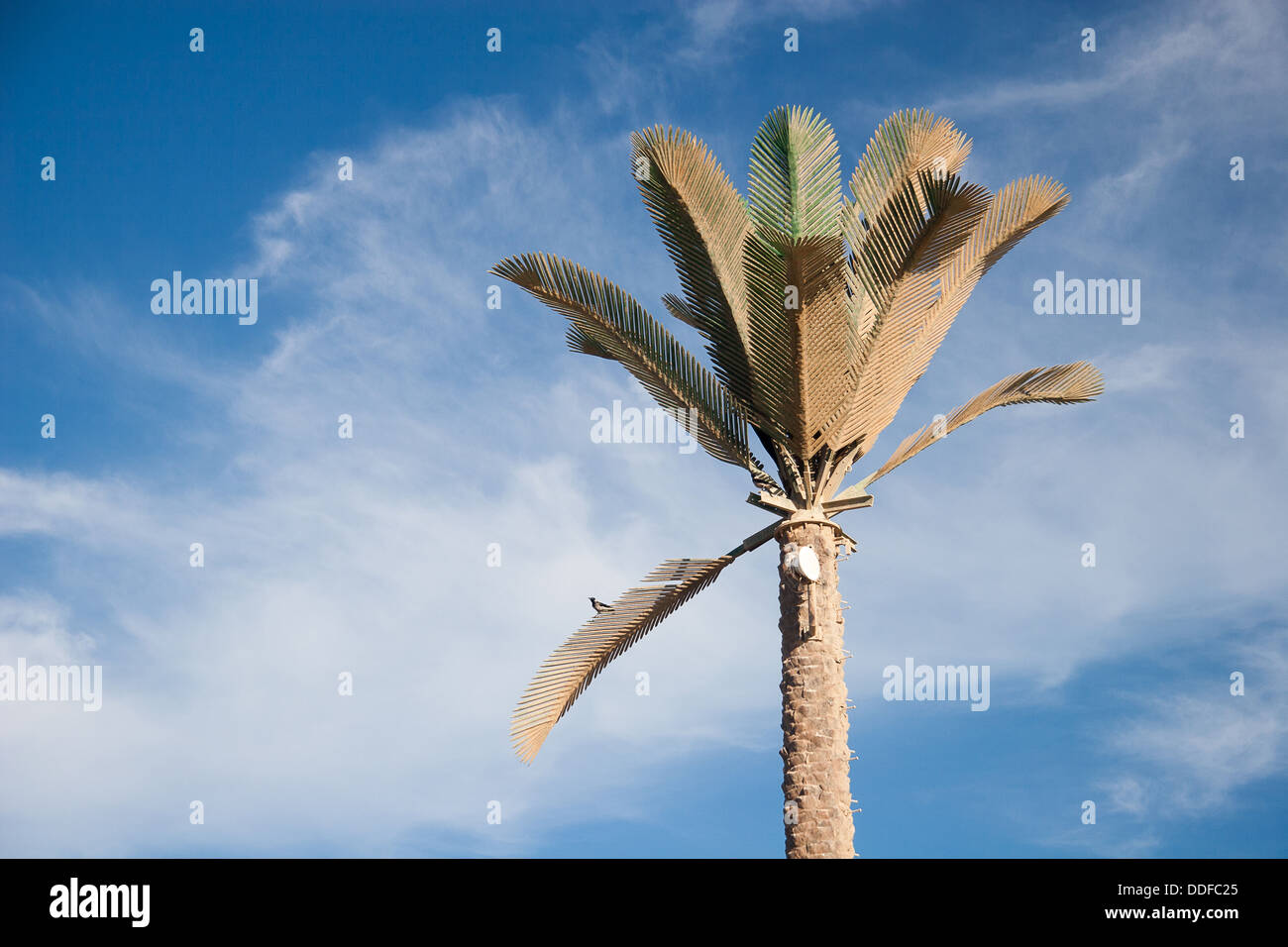 Green beautiful palm tree at blue sky Stock Photo - Alamy