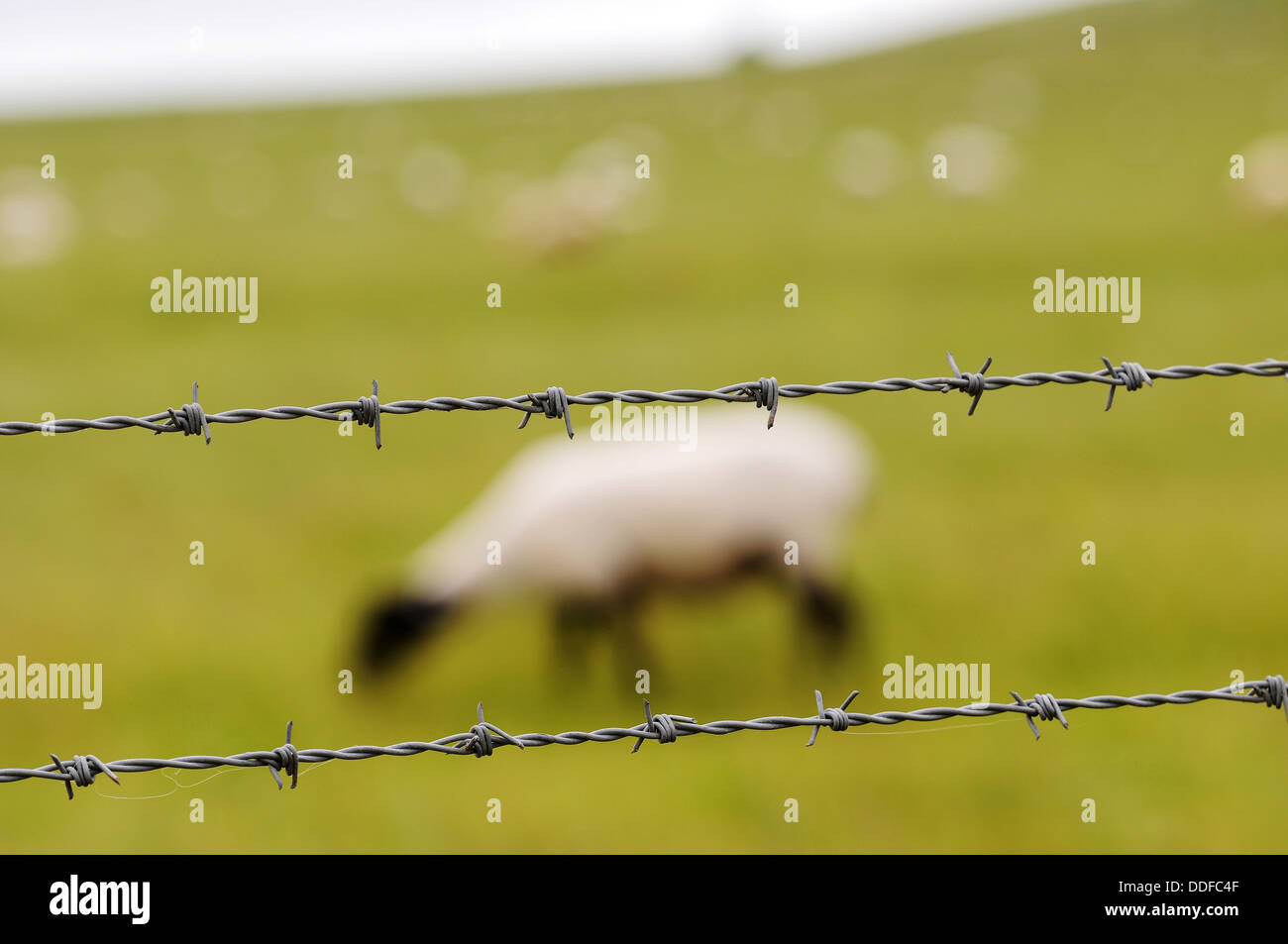 Barb wire fence with sheep, barbed wire, Britain, UK Stock Photo Alamy