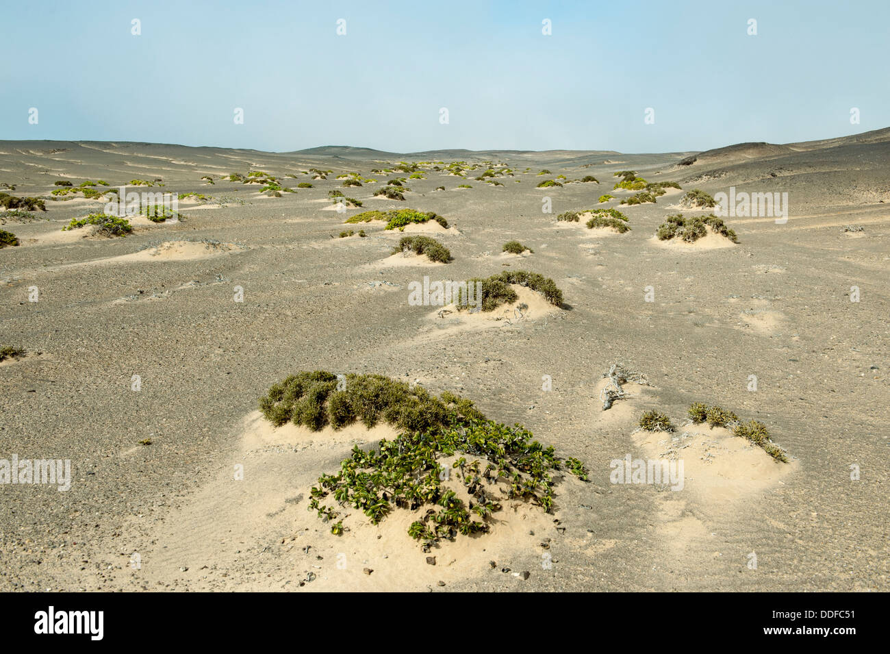 Sand dunes with sparse vegetation, Skeleton Coast National Park, Namibia Stock Photo