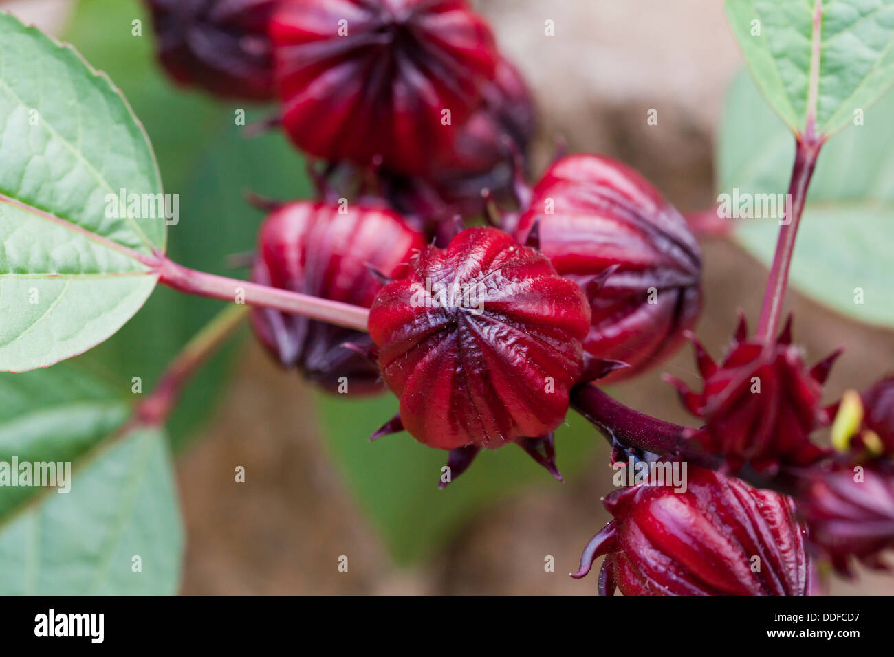 Fruit of the Hibiscus sabdariffa Stock Photo