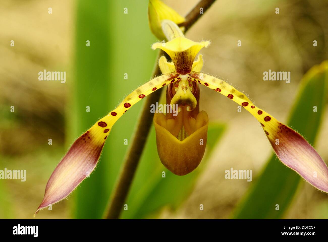 Flower, Orchid Garden, Kuching, Sarawak, Malaysia Stock Photo Alamy