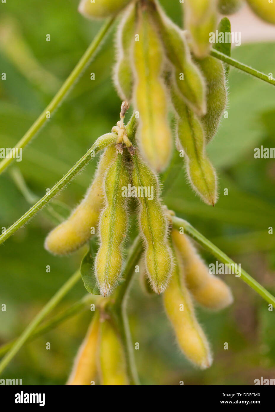 Soybean pods on branch (Glycine max) Stock Photo