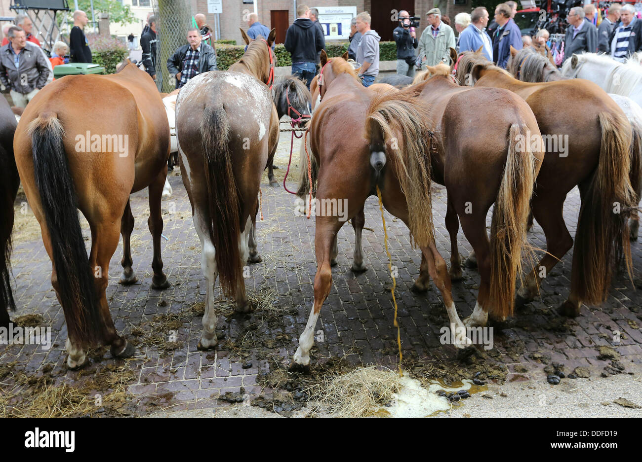 The horse auction in the Dutch city Elst Monday 292013, one of the
