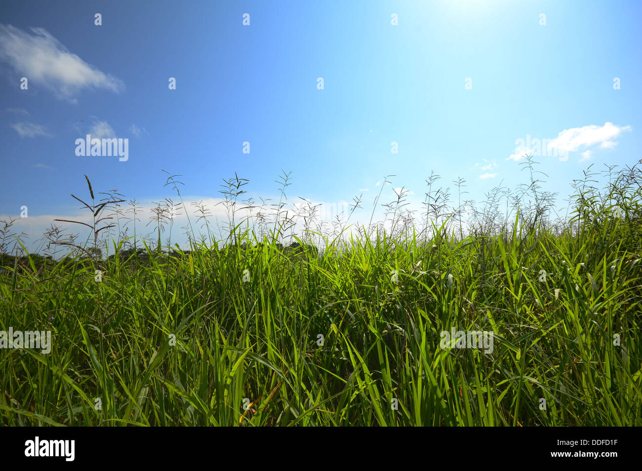 Lush green wild grass with a beautiful blue sky in the background Stock ...