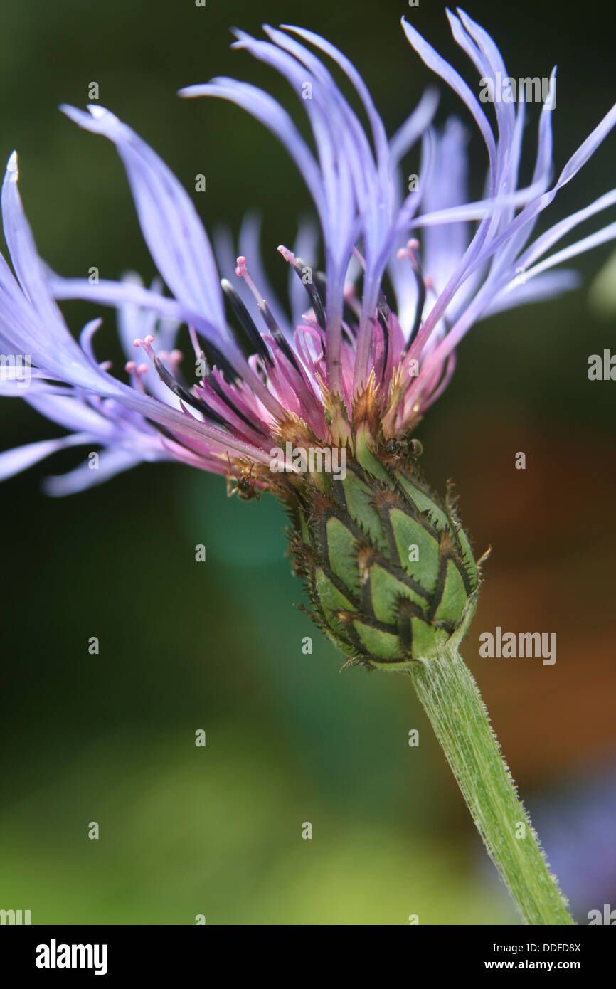 Blue Cornflower side on view close up with ants Stock Photo