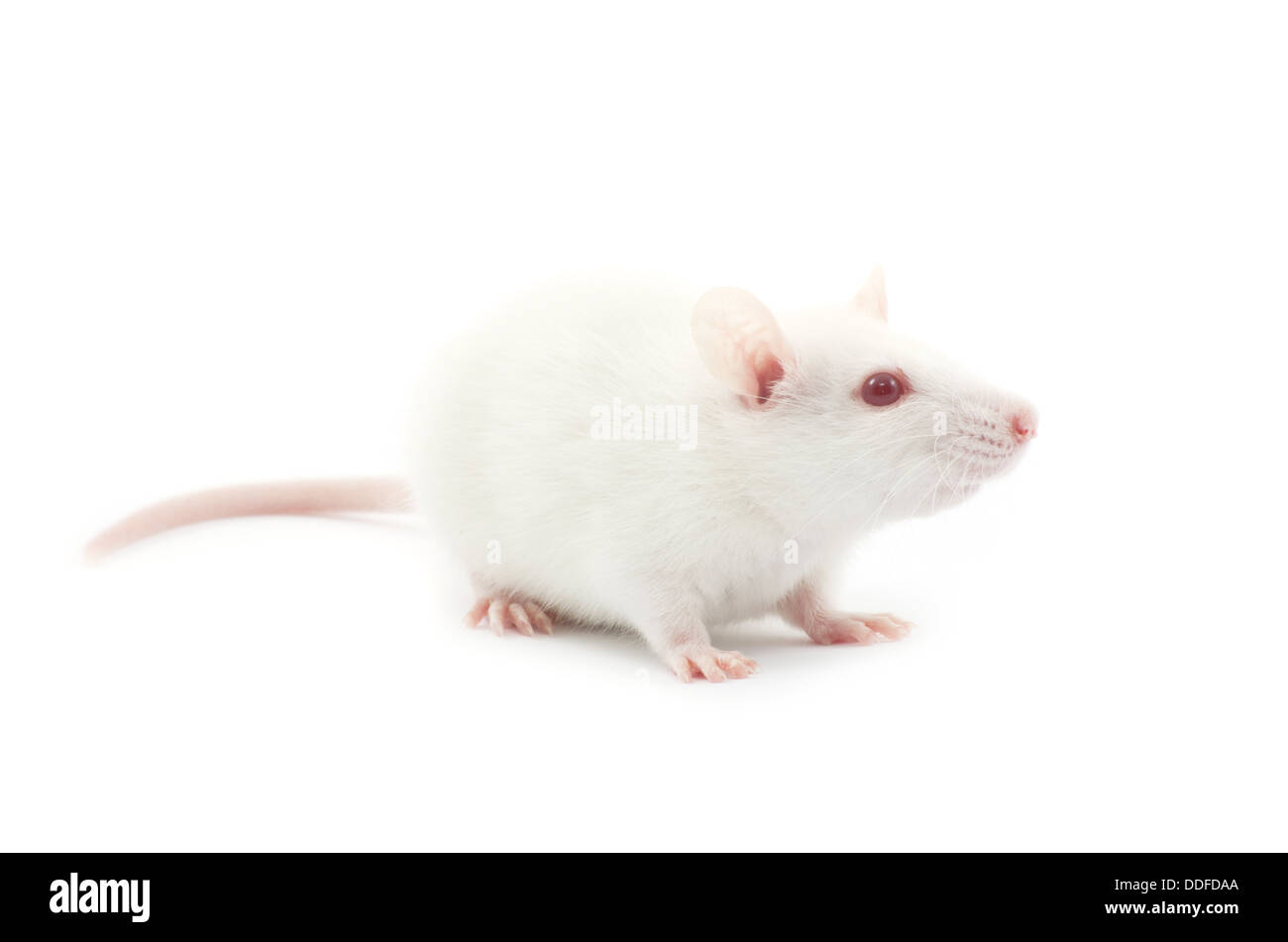 White mouse lab hires stock photography and images Alamy