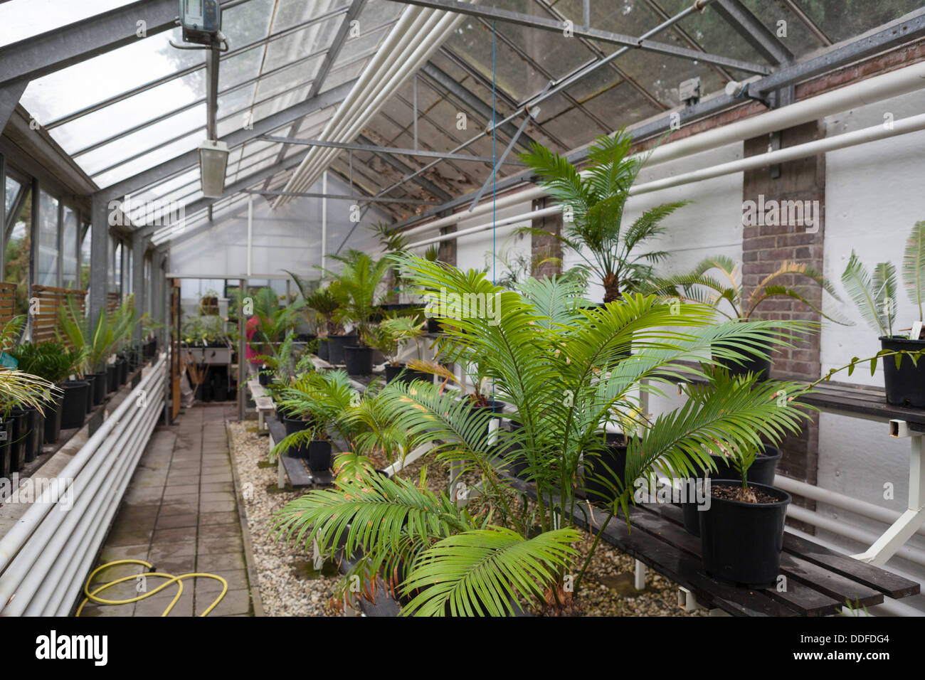 Greenhouse at the Pinetum Blijdenstein in Hilversum in the Netherlands Stock Photo