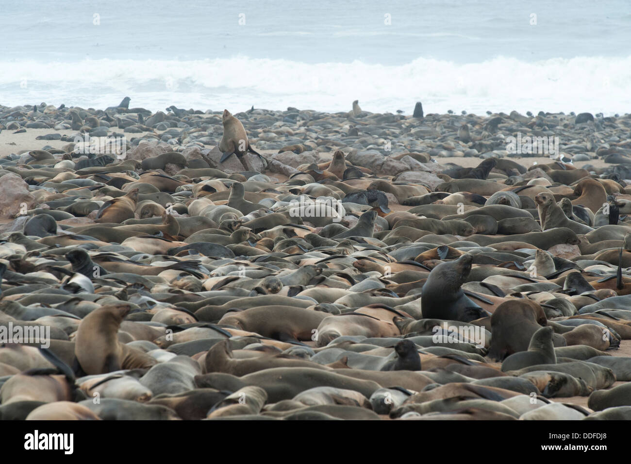 Cape Seal (Arctocephalus pusillus) colony on the beach of Cape Cross, Namibia Stock Photo