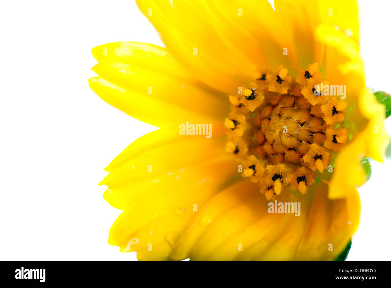 Macro shot of a yellow flower isolated on white Stock Photo