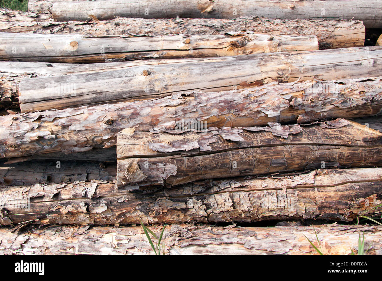 Pile of pine wood logs Stock Photo Alamy