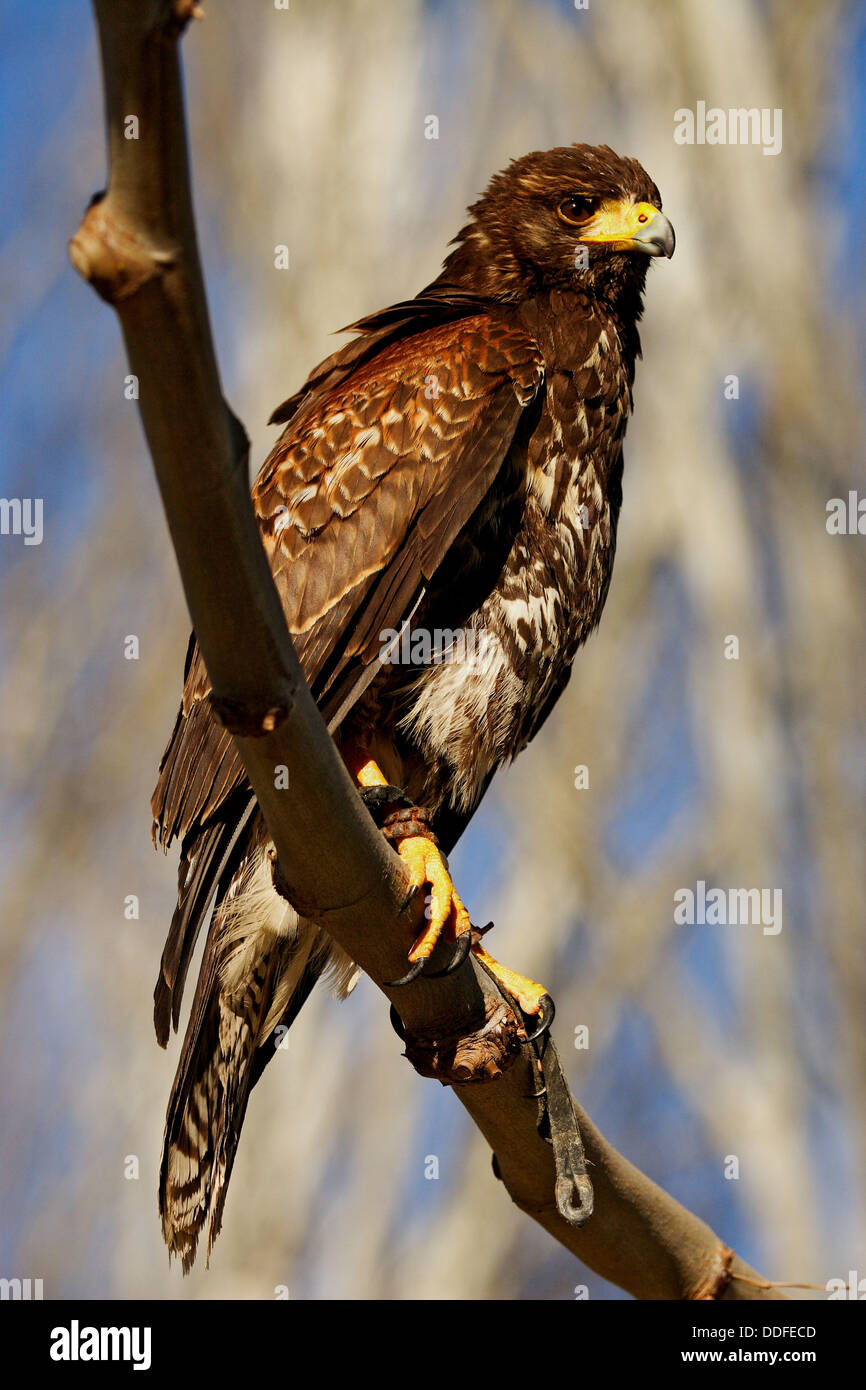 Harri´s Hawk (Parabuteo unicinctus Stock Photo Alamy