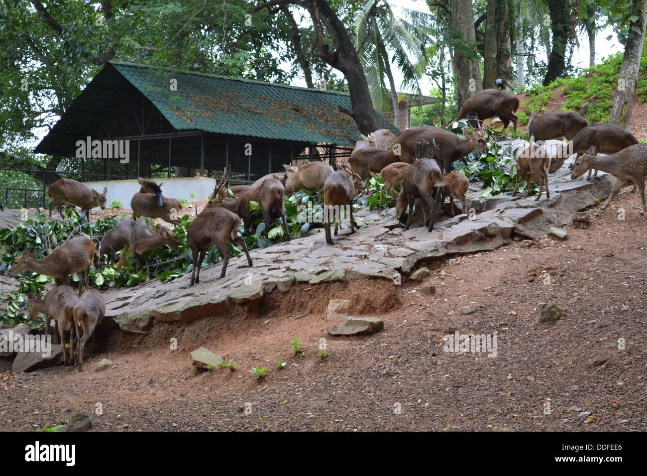 deer zoo animals Stock Photo Alamy