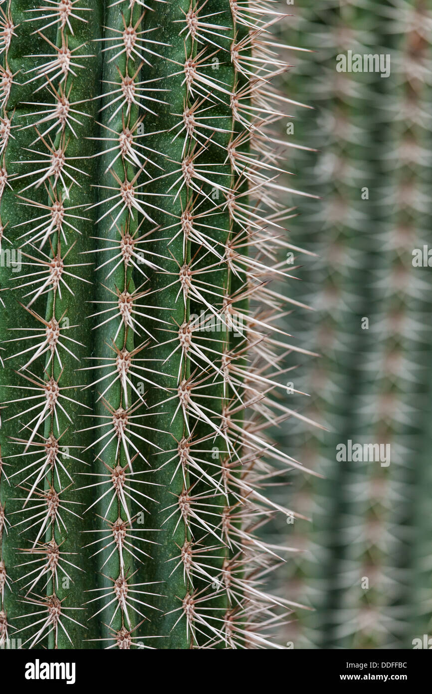 Cactus spikes closeup Stock Photo Alamy