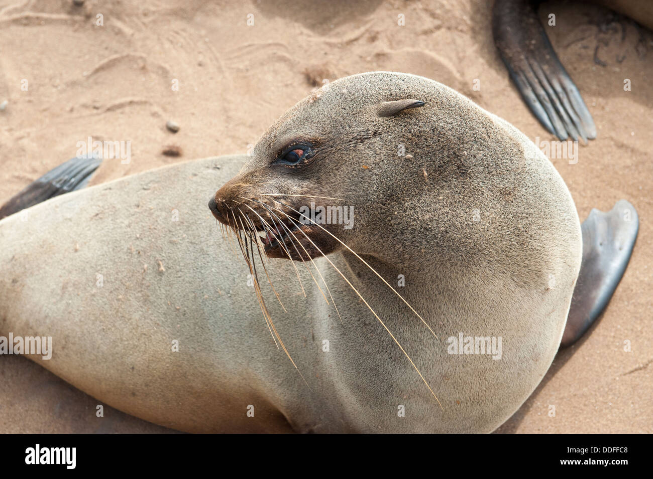 Cape Seal (Arctocephalus pusillus) with long whiskers, portrait, Cape Cross, Namibia Stock Photo