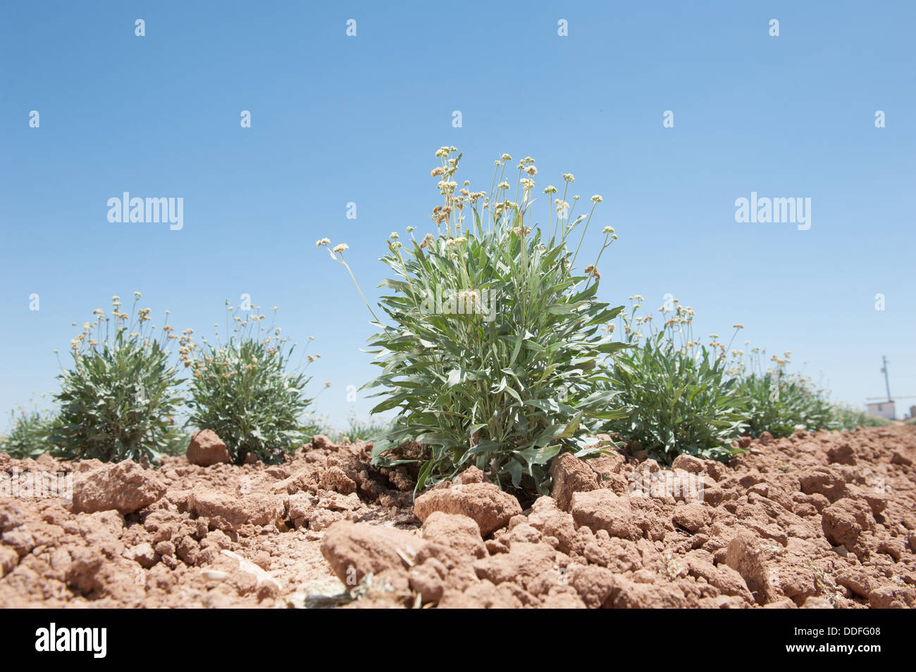 Guayule, rubber plant in the field , Maricopa Arizona Stock Photo