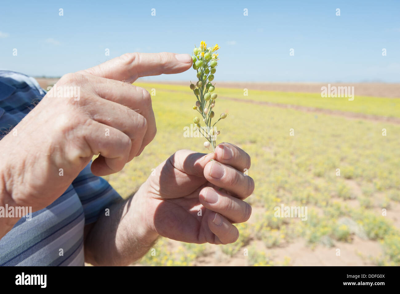 Farmer Holding His Crop Stock Photo