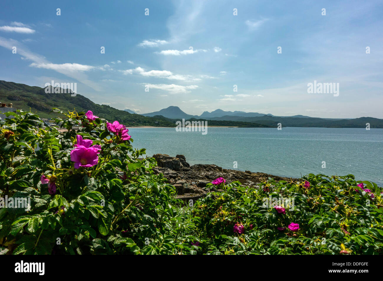 Roses, distant mountains, blue sea and sky, Gairloch, Northwest Scotland Stock Photo