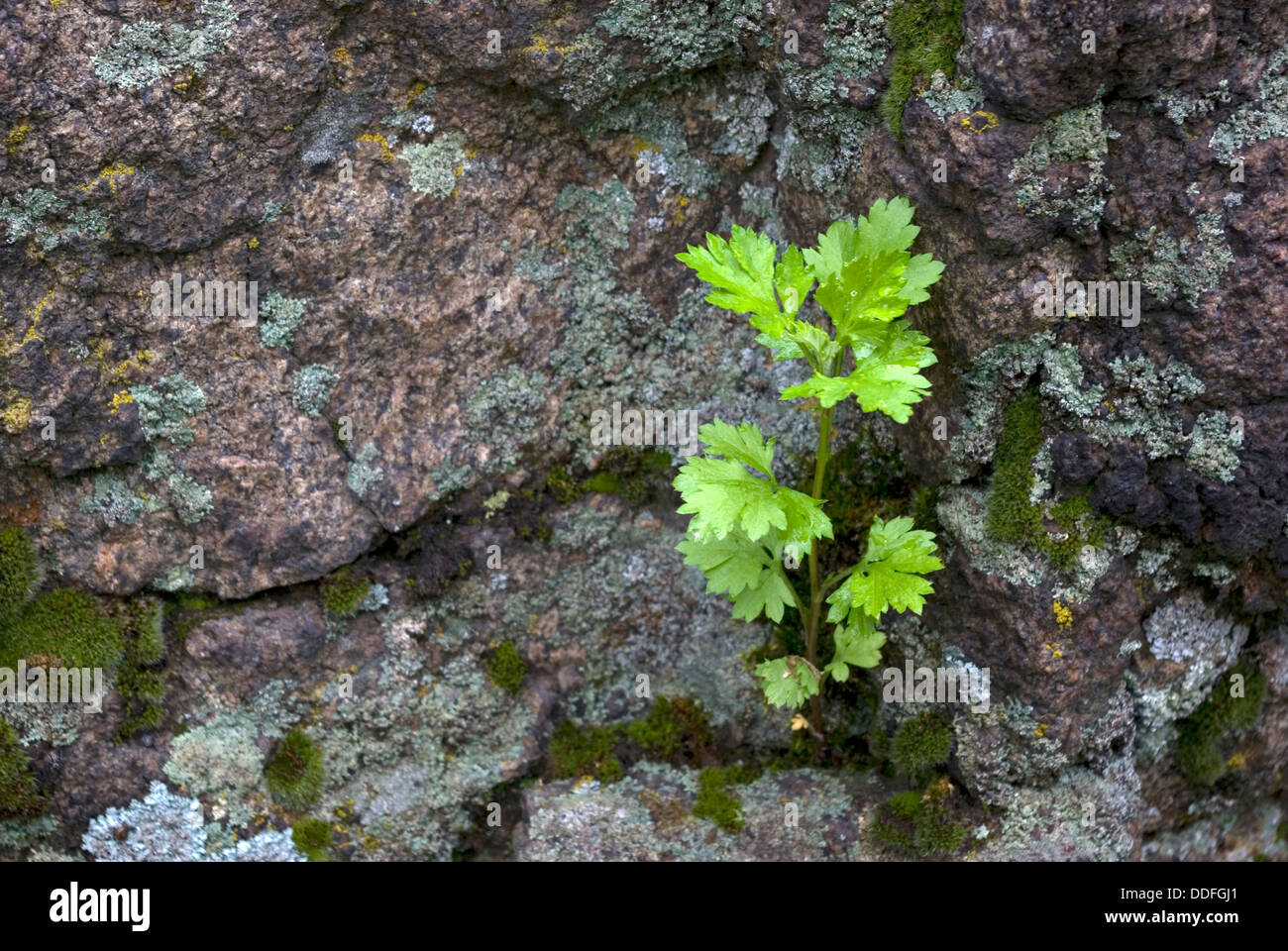plant growing on stone Stock Photo - Alamy