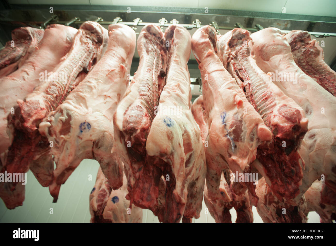 Pork sides in meat locker Stock Photo