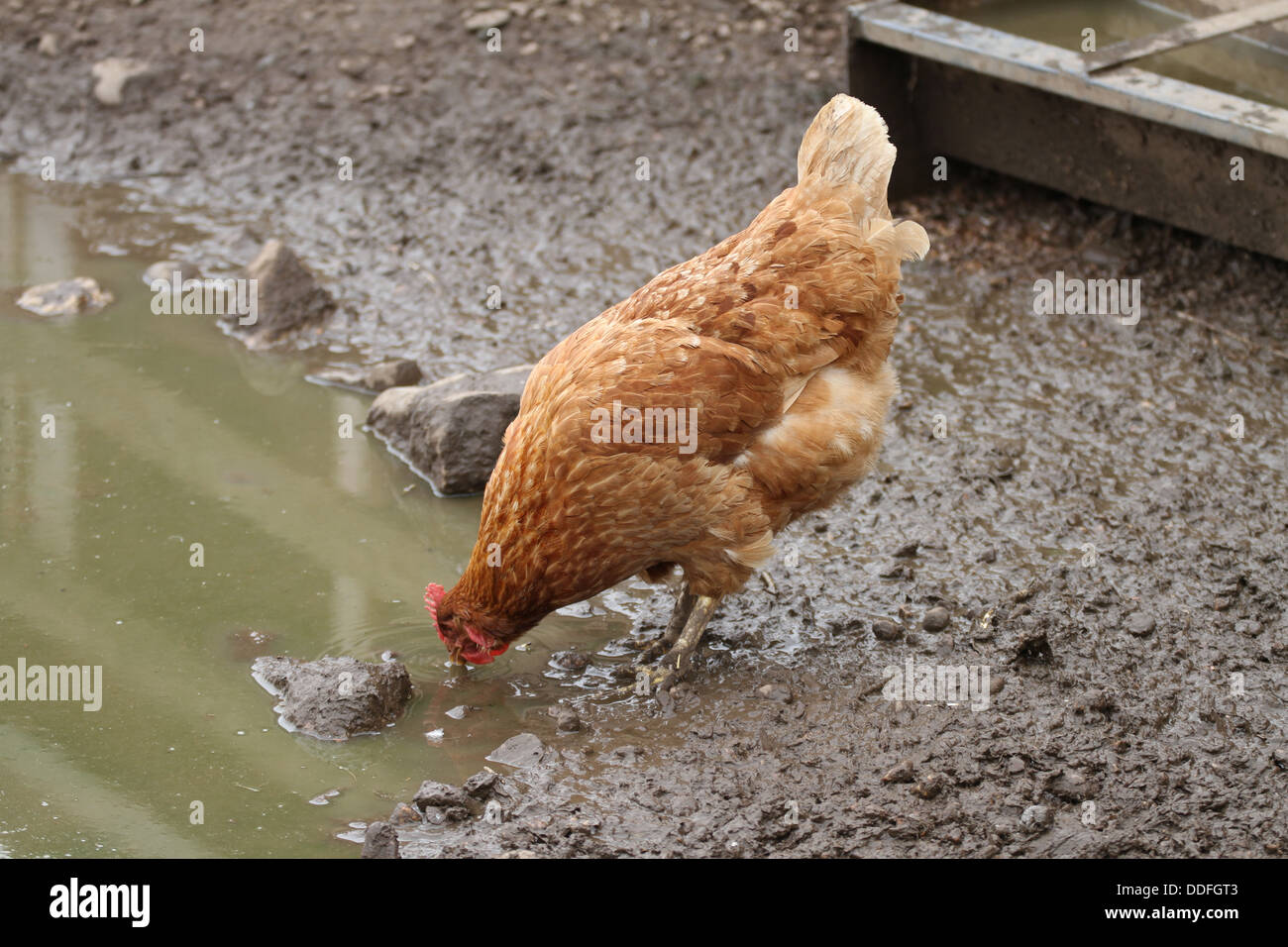 Freerange chickens drinking out of puddle. uK Stock Photo