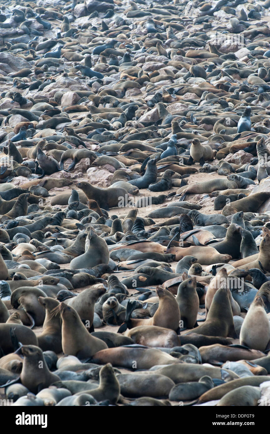 Crowded Cape Seal (Arctocephalus pusillus) colony at Cape Cross, Namibia Stock Photo