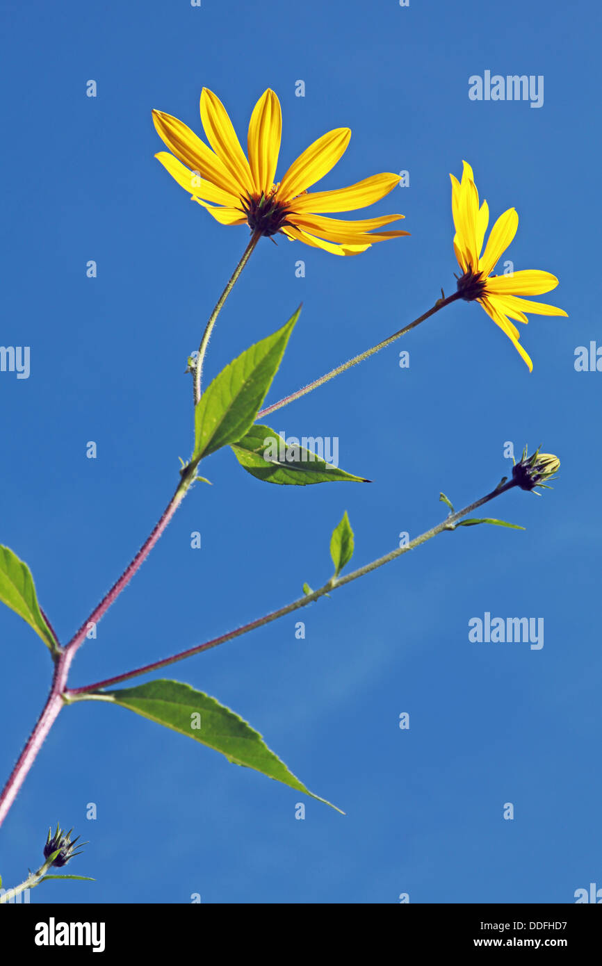 Yellow and blue flowers hi-res stock photography and images - Alamy