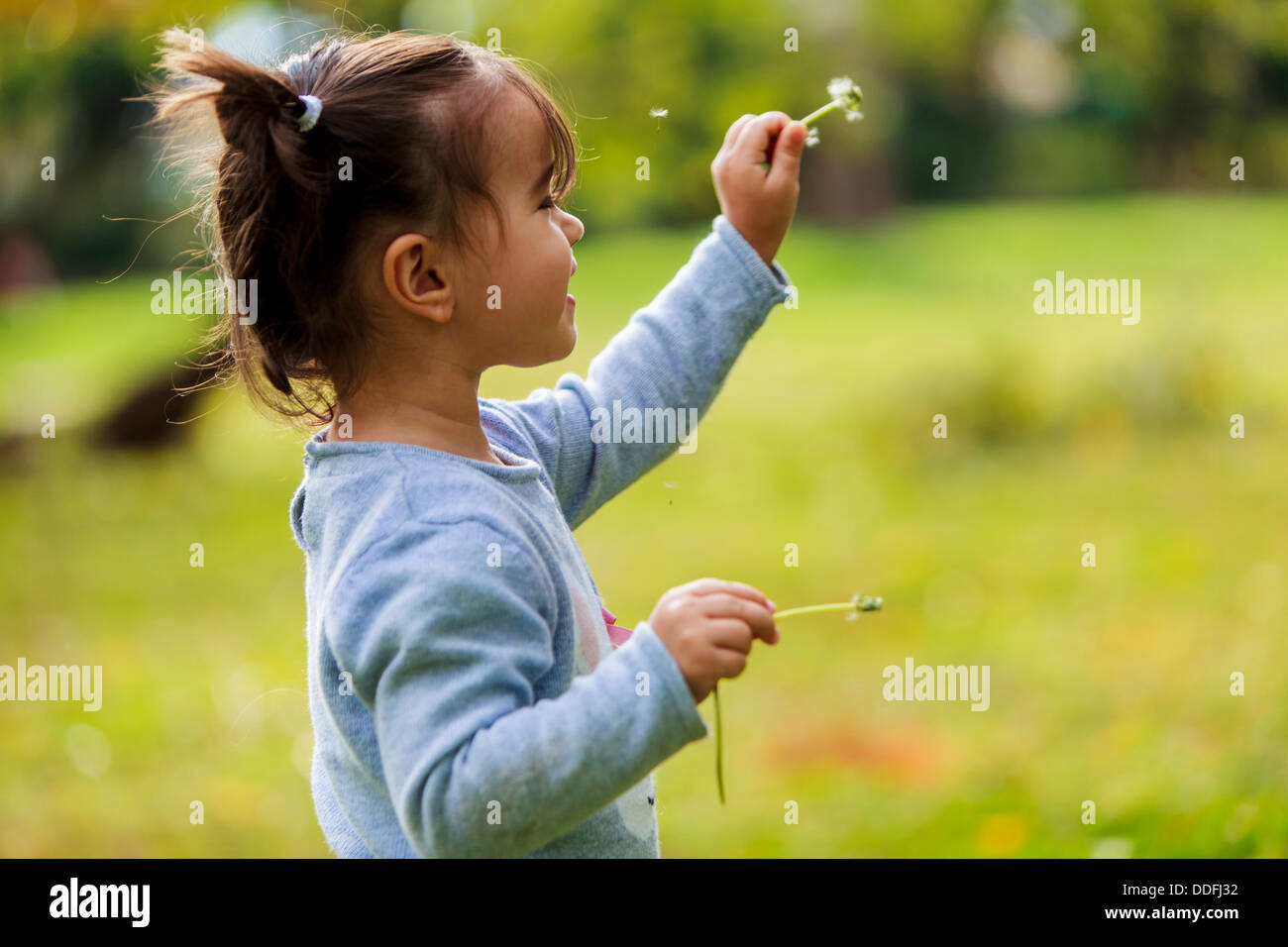 Little girl with dandelion Stock Photo - Alamy