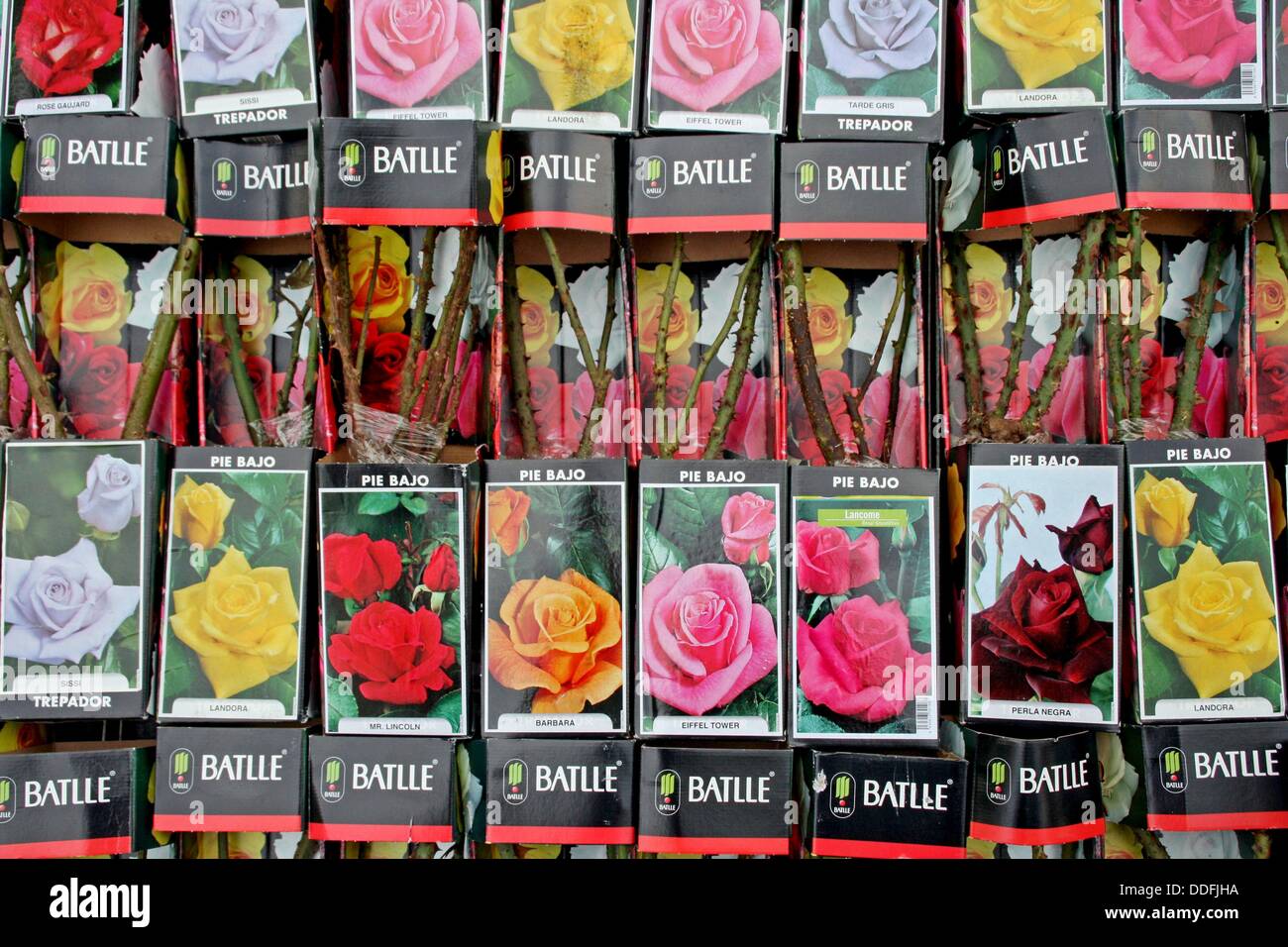 stalks of roses Stock Photo Alamy