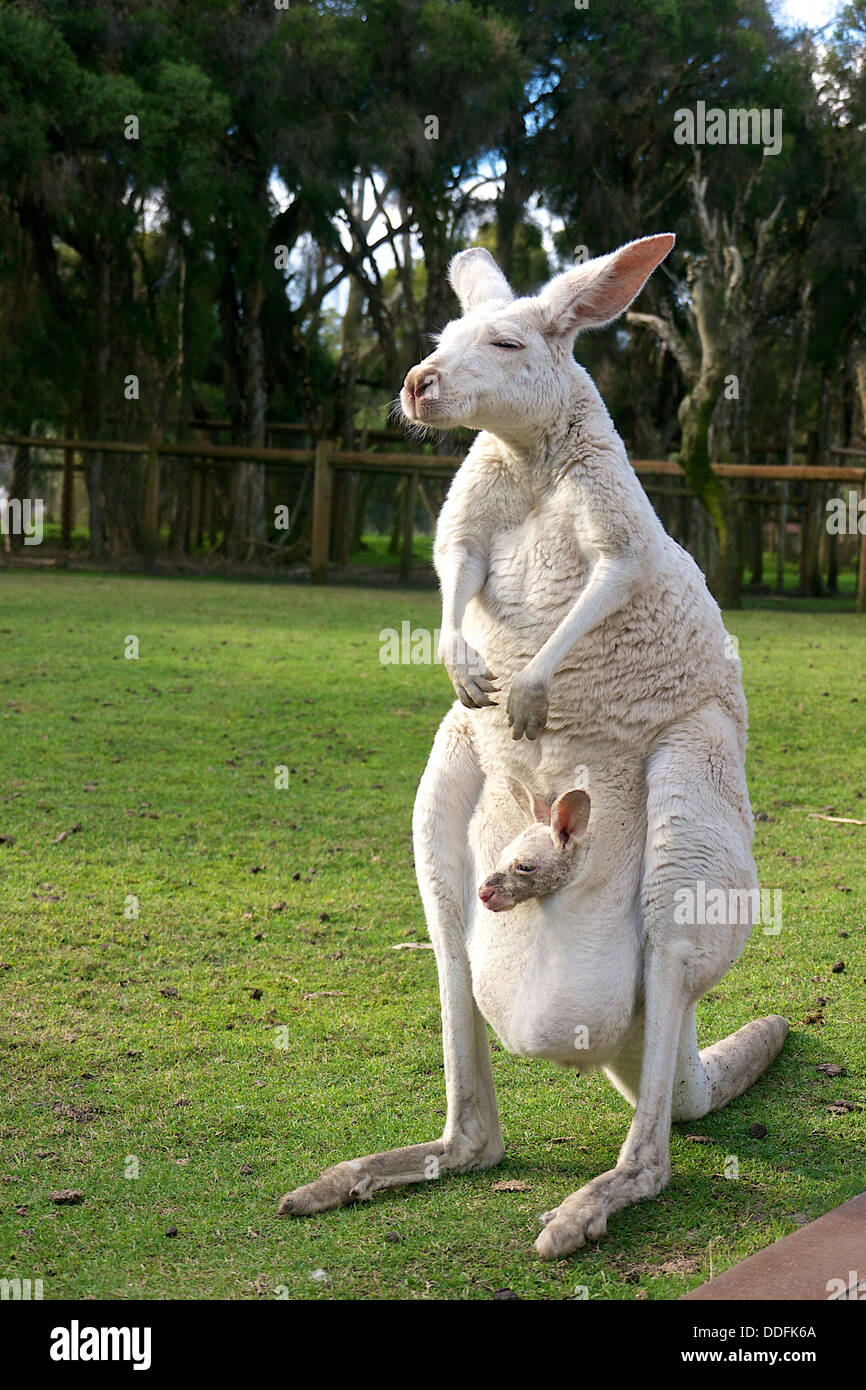 Female albino kangaroo with her joey in her pouch Stock Photo
