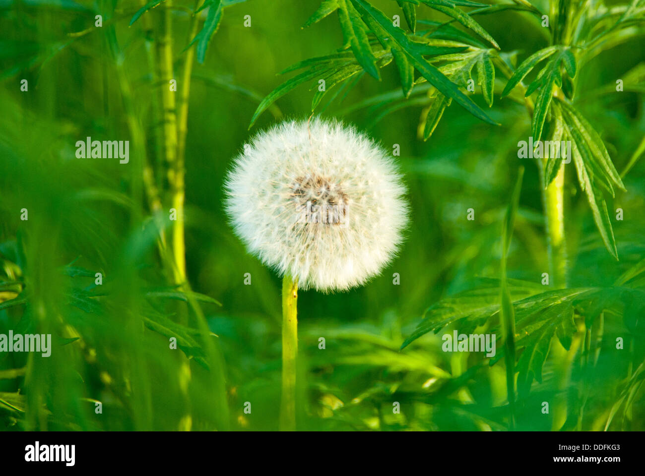 Dandelion (Taraxacum erythrospermum) closeup with natural background Stock Photo