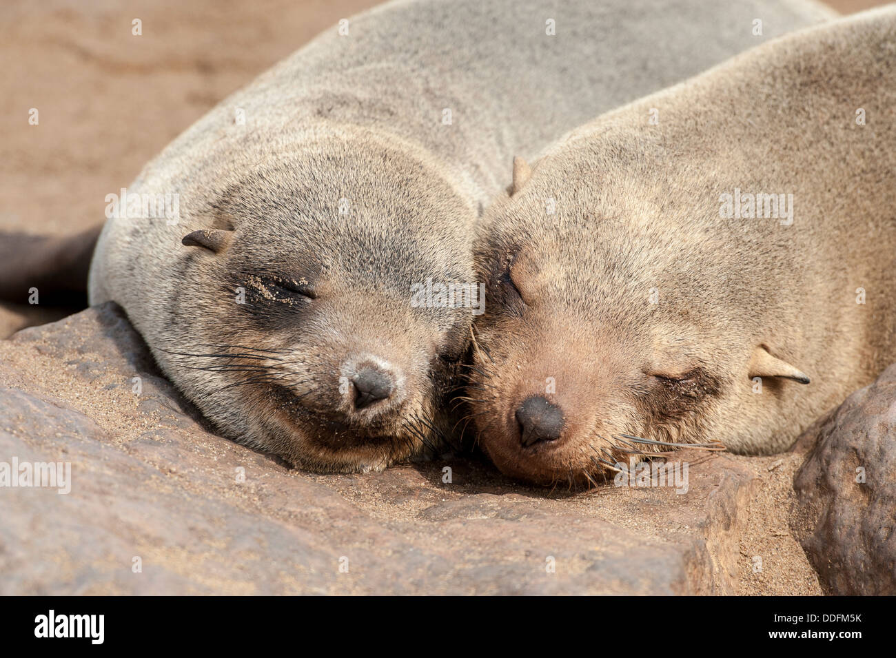 Two Cape Seals (Arctocephalus pusillus) heads togther sleeping, Cape Cross, Namibia Stock Photo