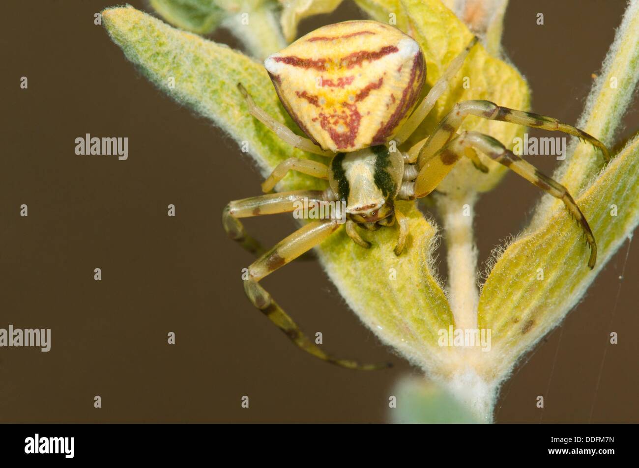 Thomisus onustus crab spider, Grammos Mt., Greece Stock Photo Alamy