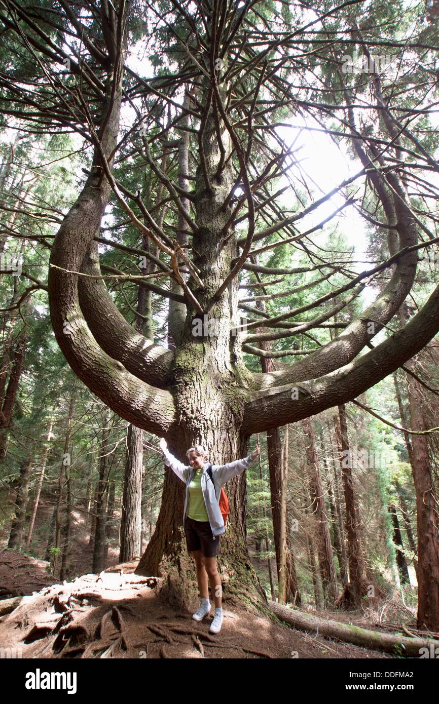 Candelabrum tree, Madeira, Portugal. Stock Photo