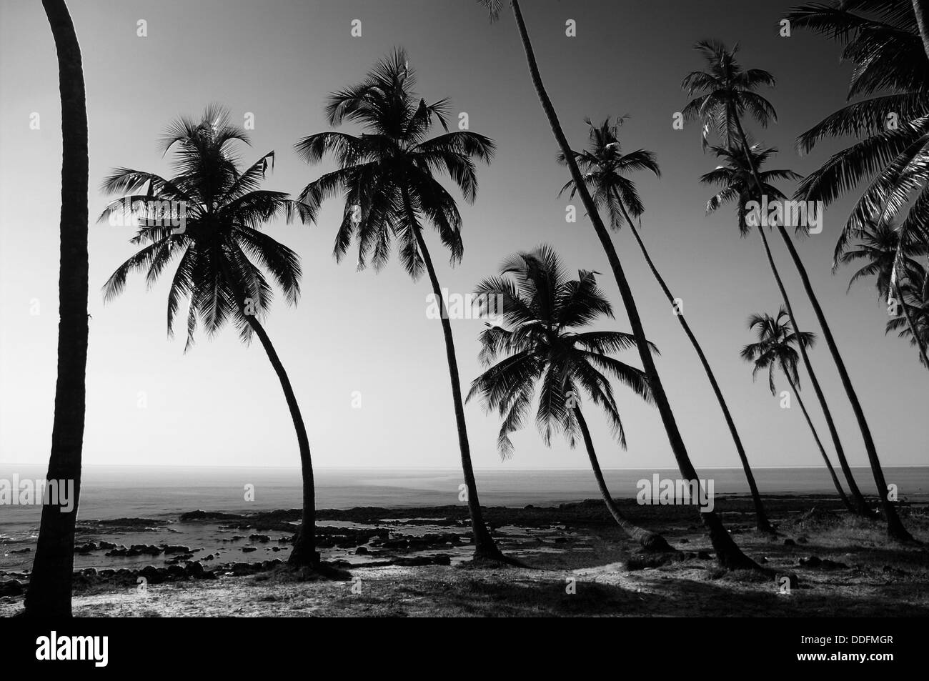 tropic landscape, black and white Stock Photo