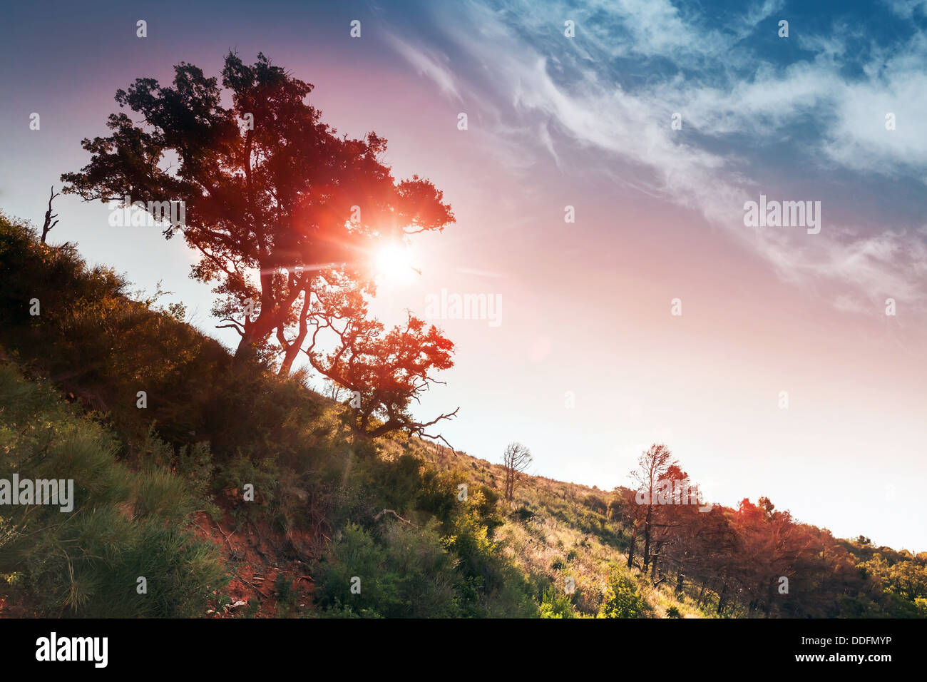 Colorful morning landscape with trees silhouettes and bright rising sun Stock Photo