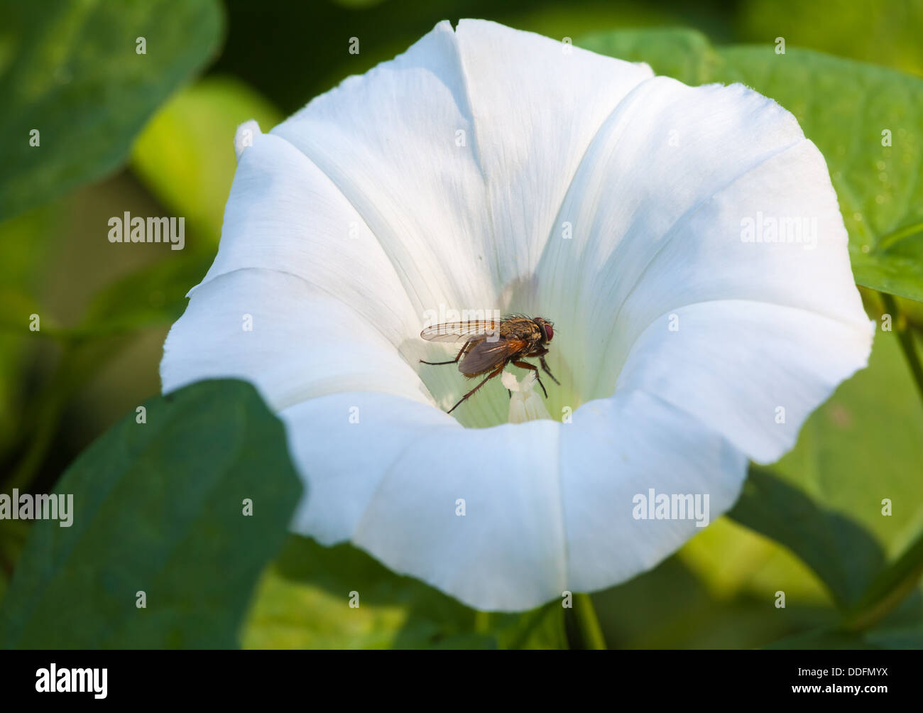 Karpanen High Resolution Stock Photography and Images - Alamy