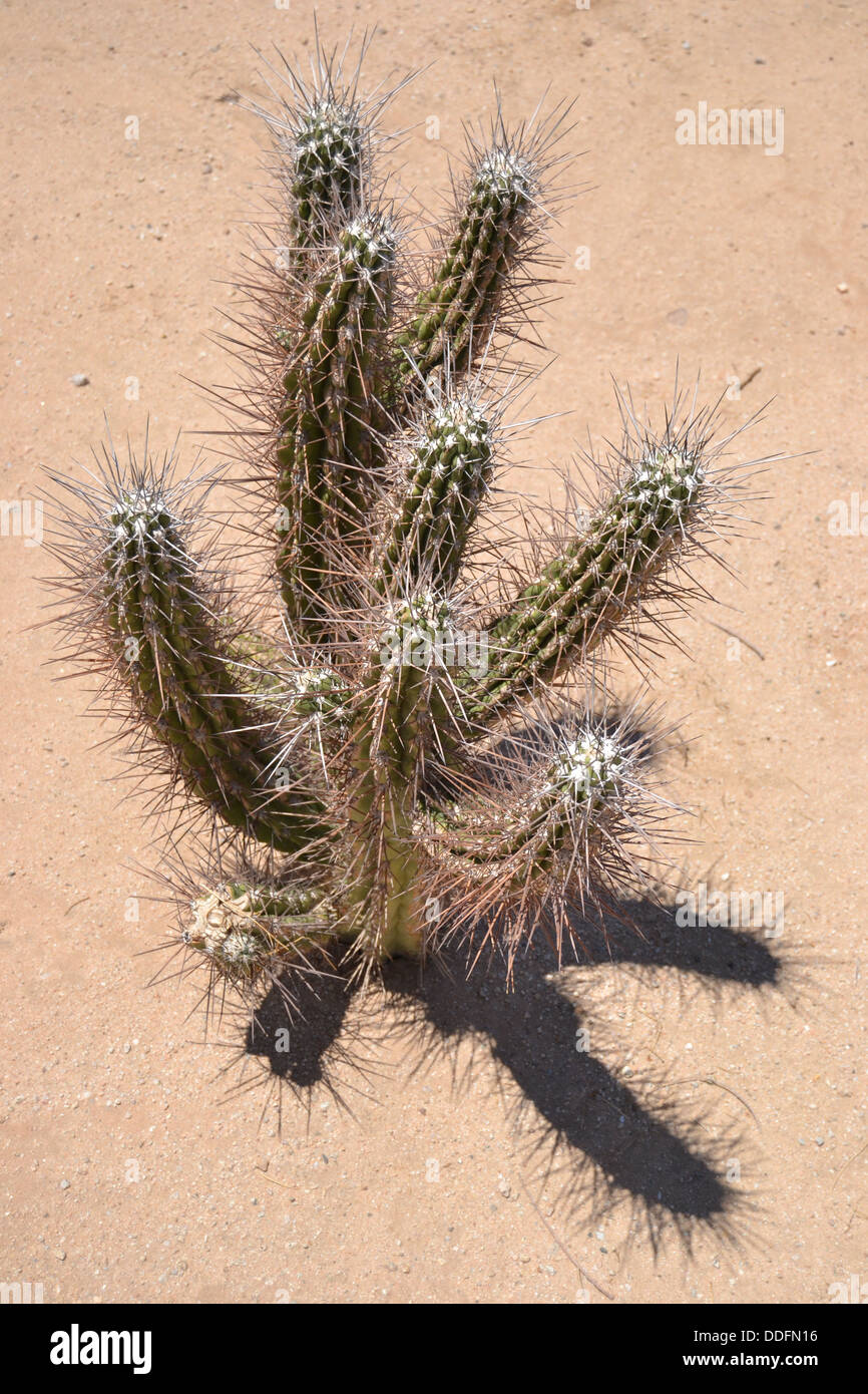 Cactus beneath the burning desert sun Stock Photo