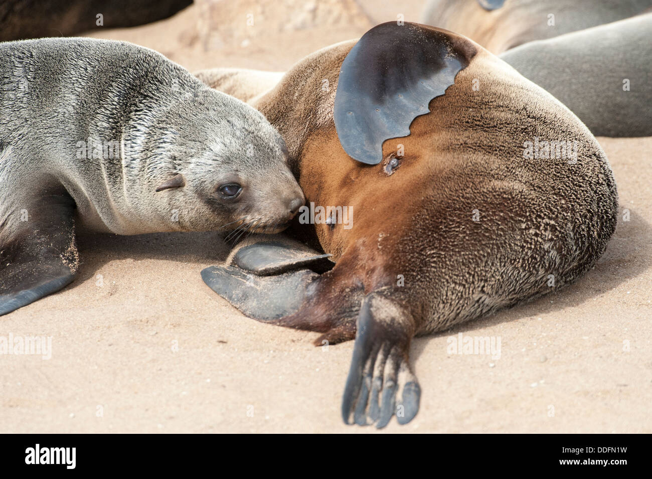 Close up of a female Cape fur seal (Arctocephalus pusillus) feeding her pup, Cape Cross seal colony, Namibia. Stock Photo