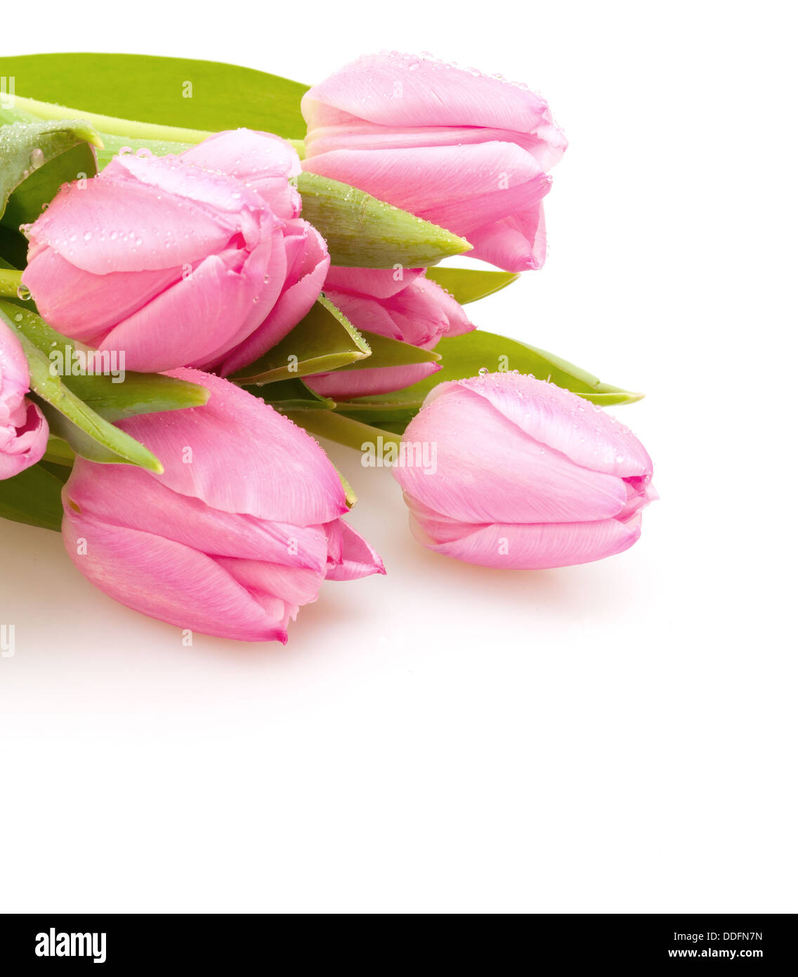 Bouquet of Pink Tulips on White Background Stock Photo - Alamy