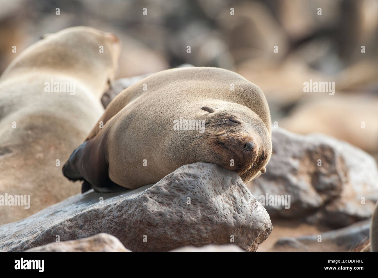 Cape Seal (Arctocephalus pusillus) sleeping on a rock, Cape Cross, Namibia Stock Photo