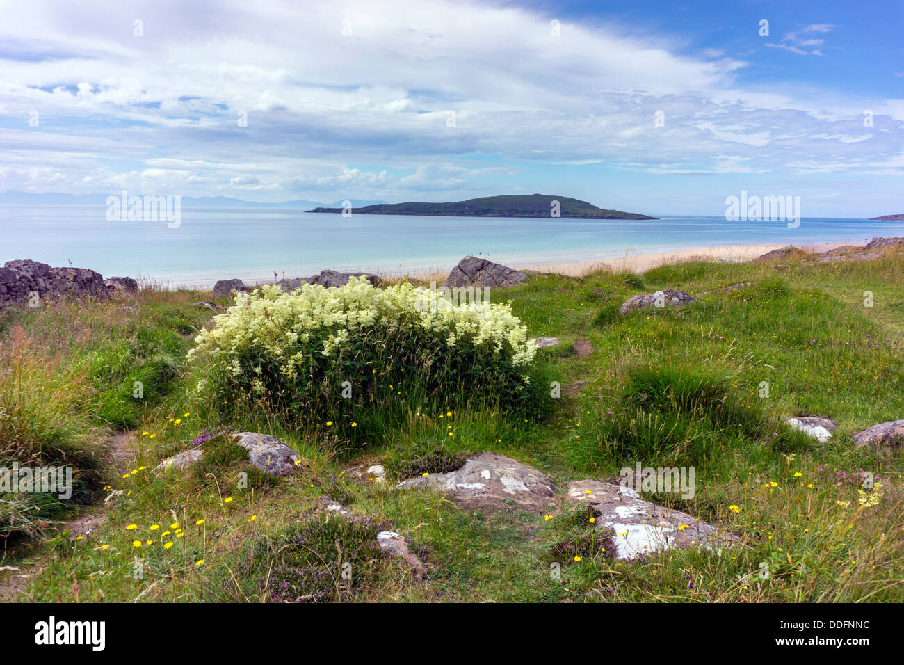 White flowers with sandy beach, blue sea and sky, Gairloch, Northwest Scotland Stock Photo