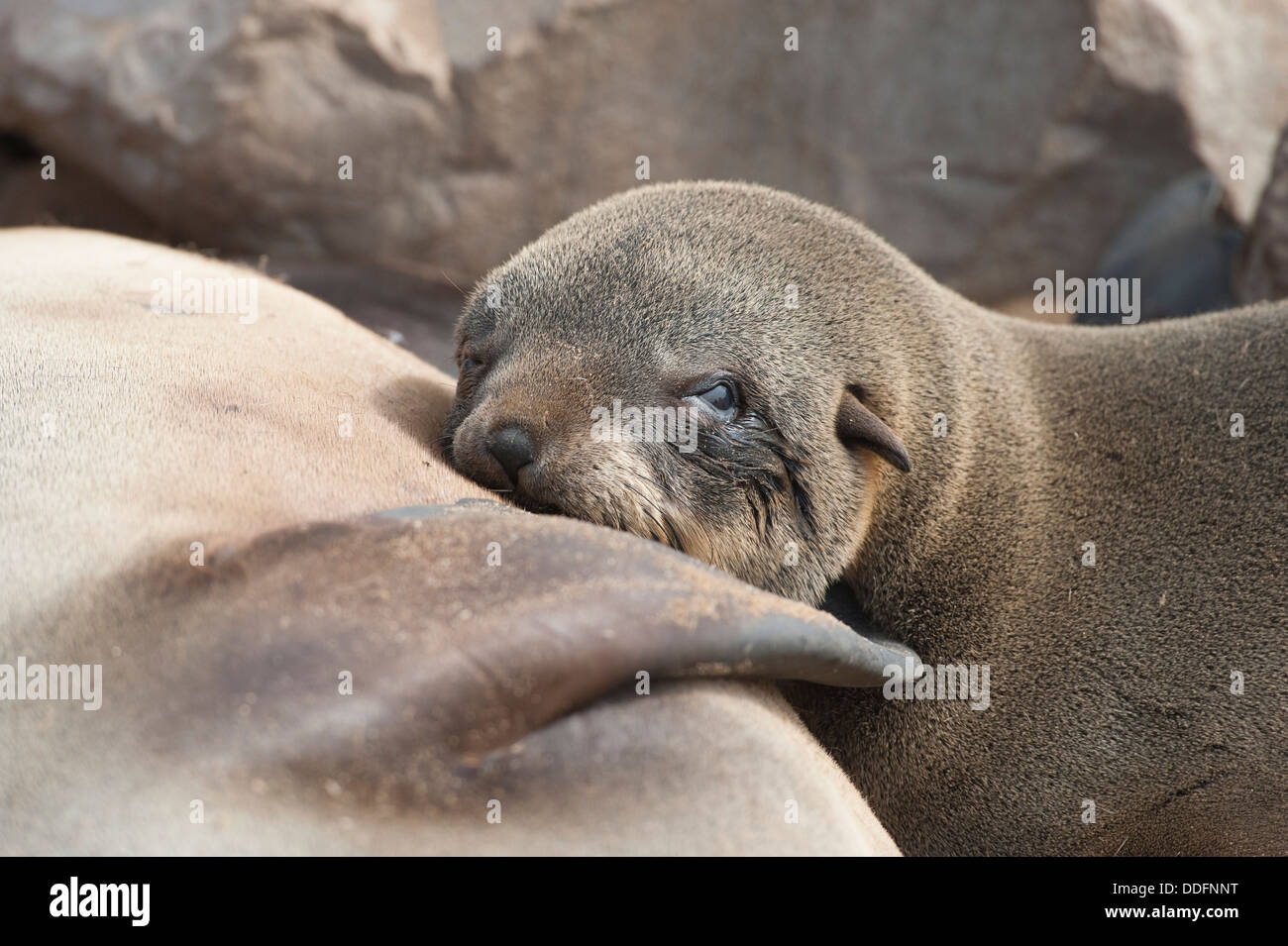 Close up of a female Cape fur seal (Arctocephalus pusillus) feeding her pup, Cape Cross seal colony, Namibia. Stock Photo
