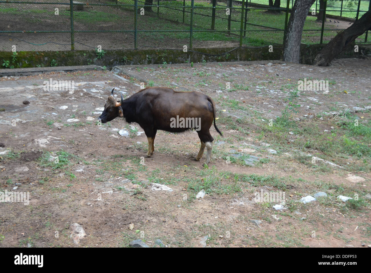wild buffalo Bubalus arnee Stock Photo