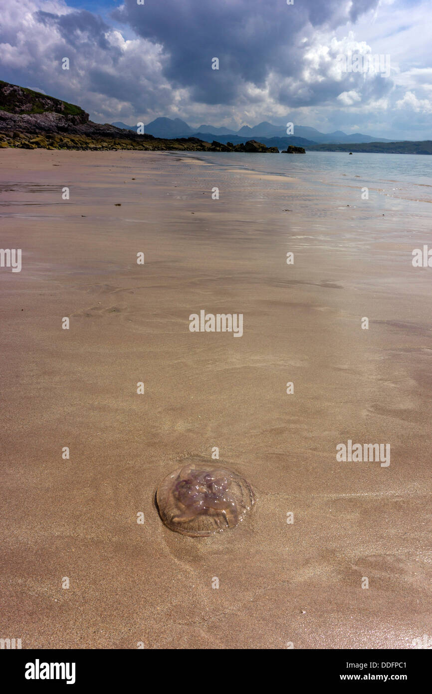 Purple jellyfish washed up on sandy beach, Gairloch, Northwest Scotland, Stock Photo
