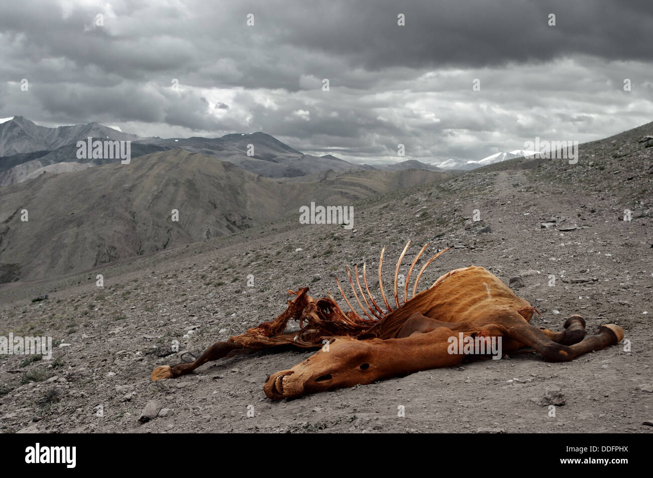 dead horse Stock Photo - Alamy