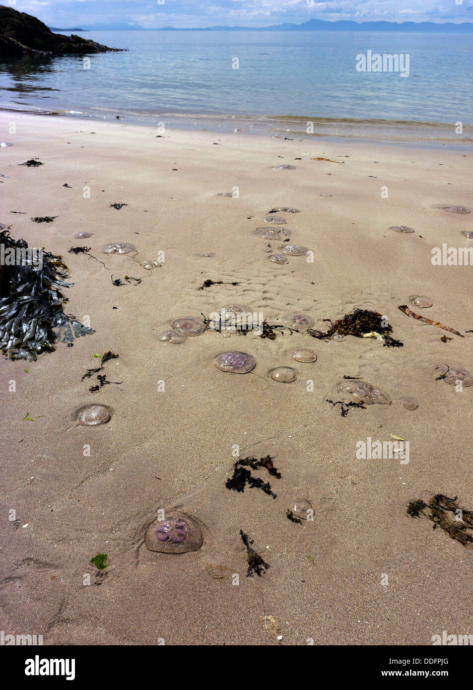 Stranded purple jellyfish on deserted sandy beach, sea and sky, Gairloch, Northwest Scotland Stock Photo