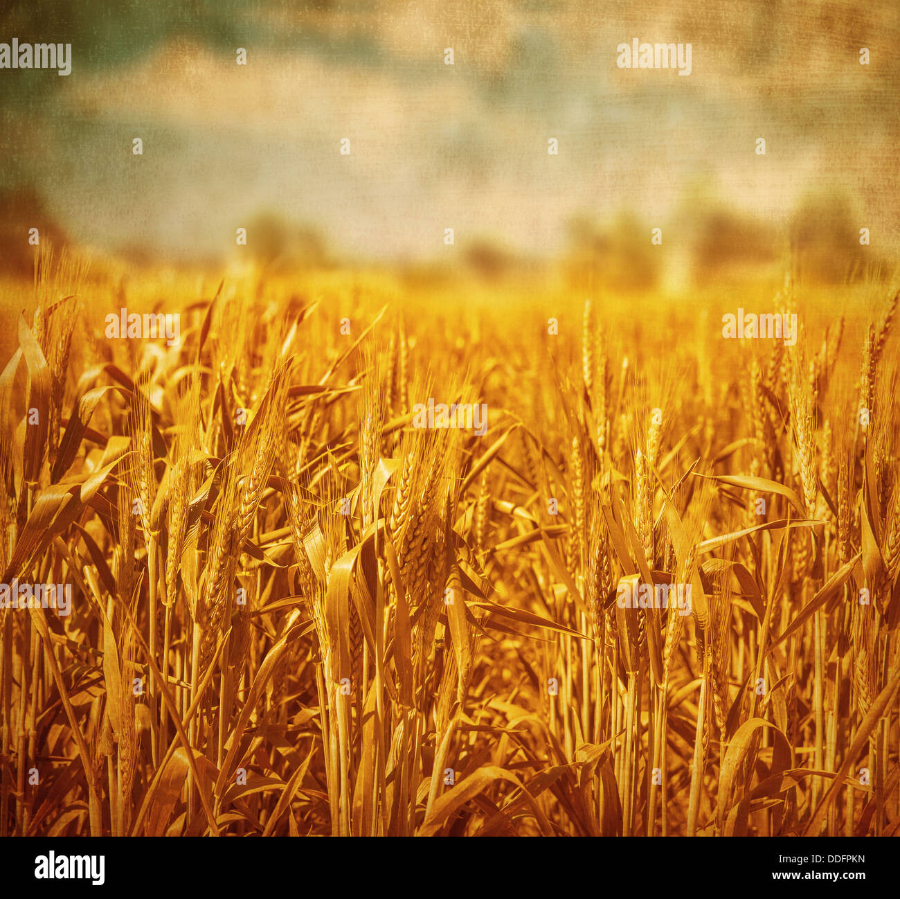 Beautiful golden wheat field over cloudy sky background, grunge photo, retro style image, agricultural meadow Stock Photo